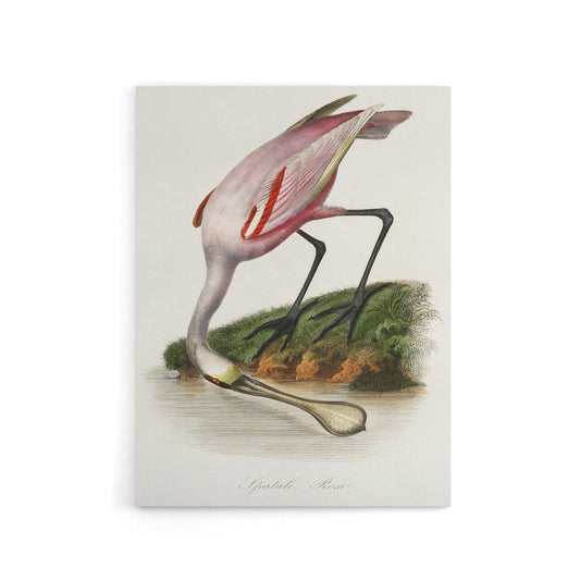 Roseate Spoonbill Couaihac Vintage Canvas Wall Art