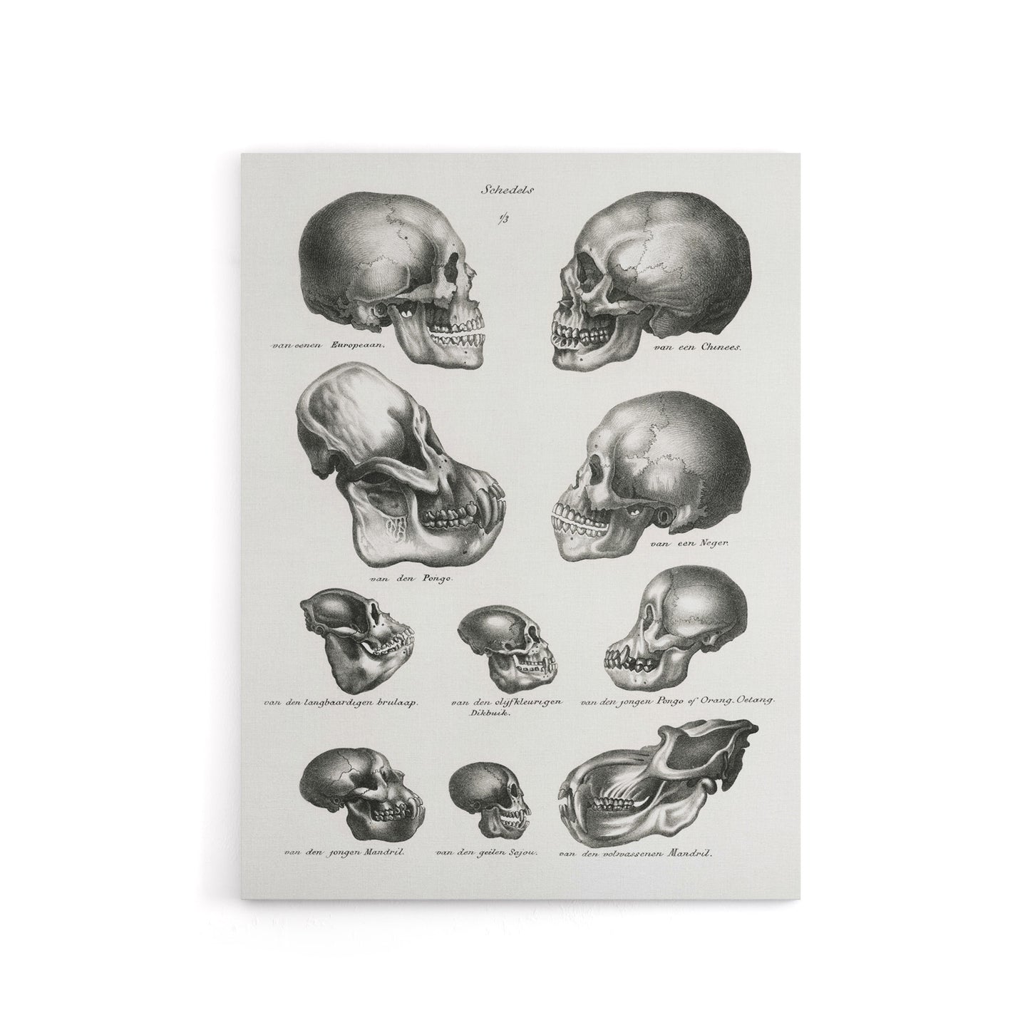 Human Monkey and Ape Skulls Visser Vintage Canvas Wall Art