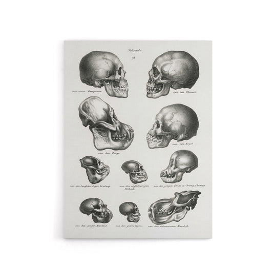 Human Monkey and Ape Skulls Visser Vintage Canvas Wall Art