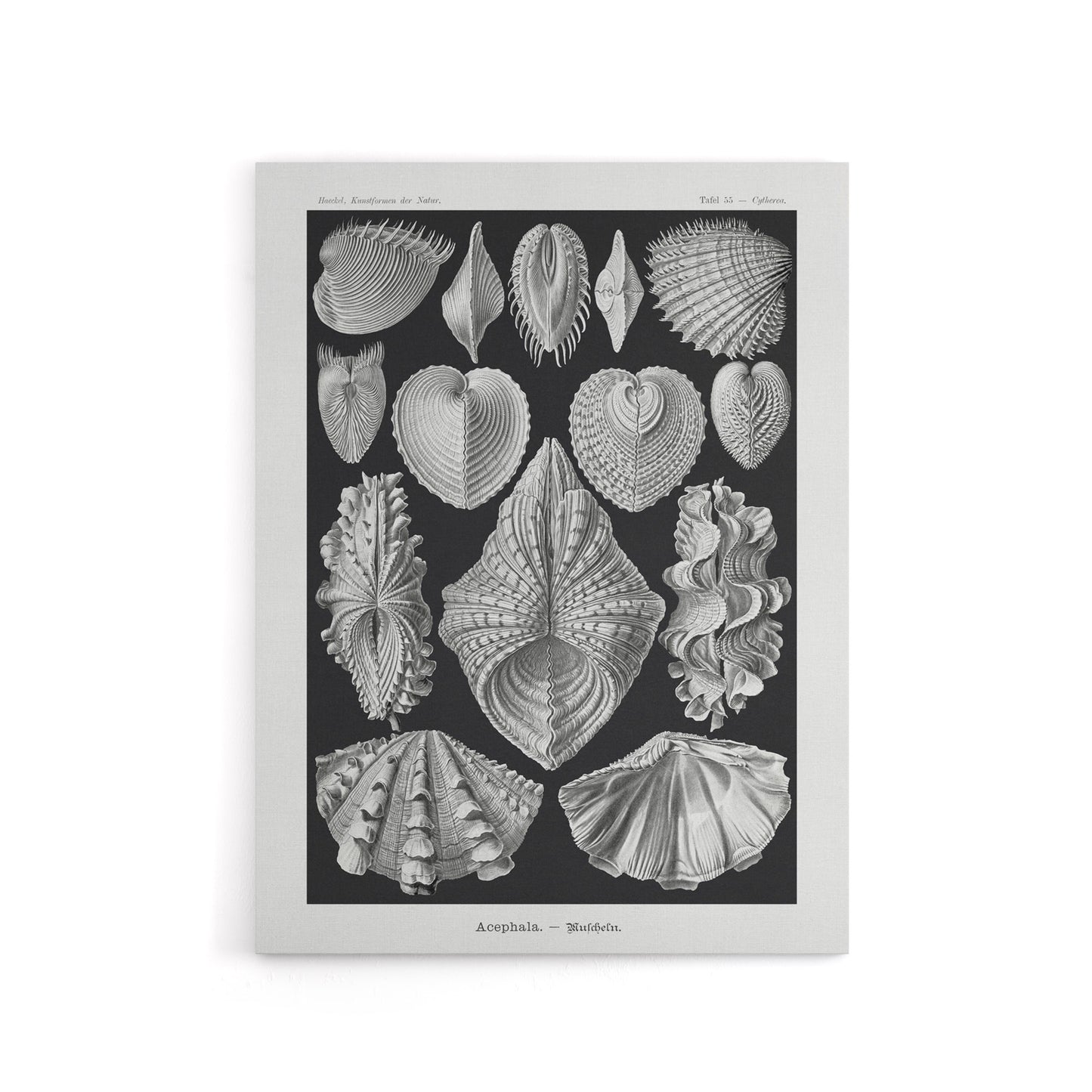 Mollusks Clams Oysters Haeckel Botanical Canvas Wall Art