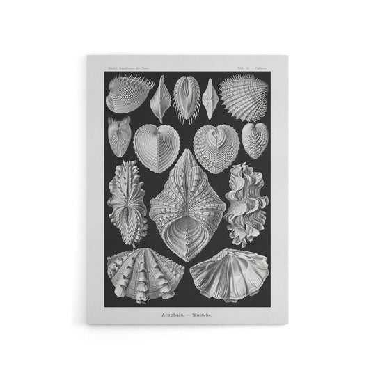 Mollusks Clams Oysters Haeckel Botanical Canvas Wall Art