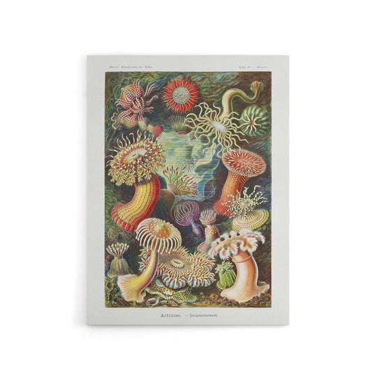 Sea Anemone Marine Landscape Haeckel Botanical Canvas Wall Art