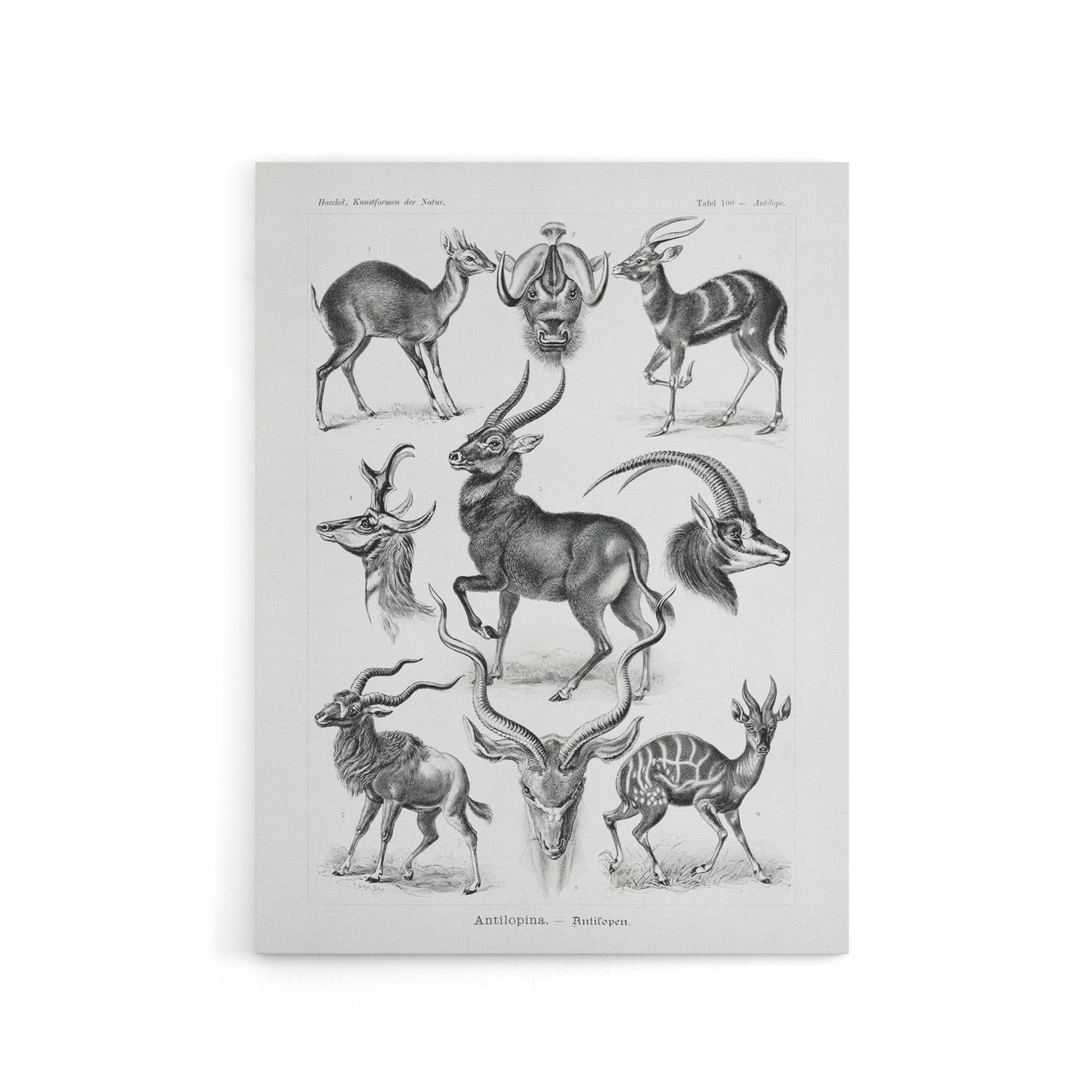 Antelope Savanna Africa Haeckel Botanical Canvas Wall Art