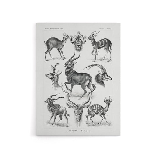 Antelope Savanna Africa Haeckel Botanical Canvas Wall Art