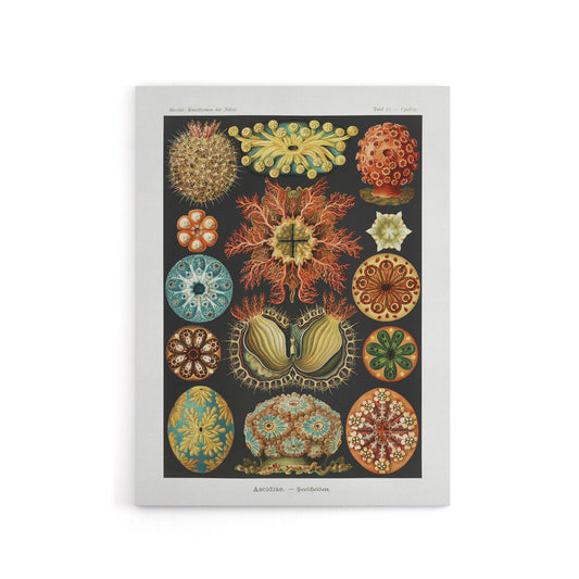 Ascidiae Colourful Marine Life Haeckel Botanical Canvas Wall Art