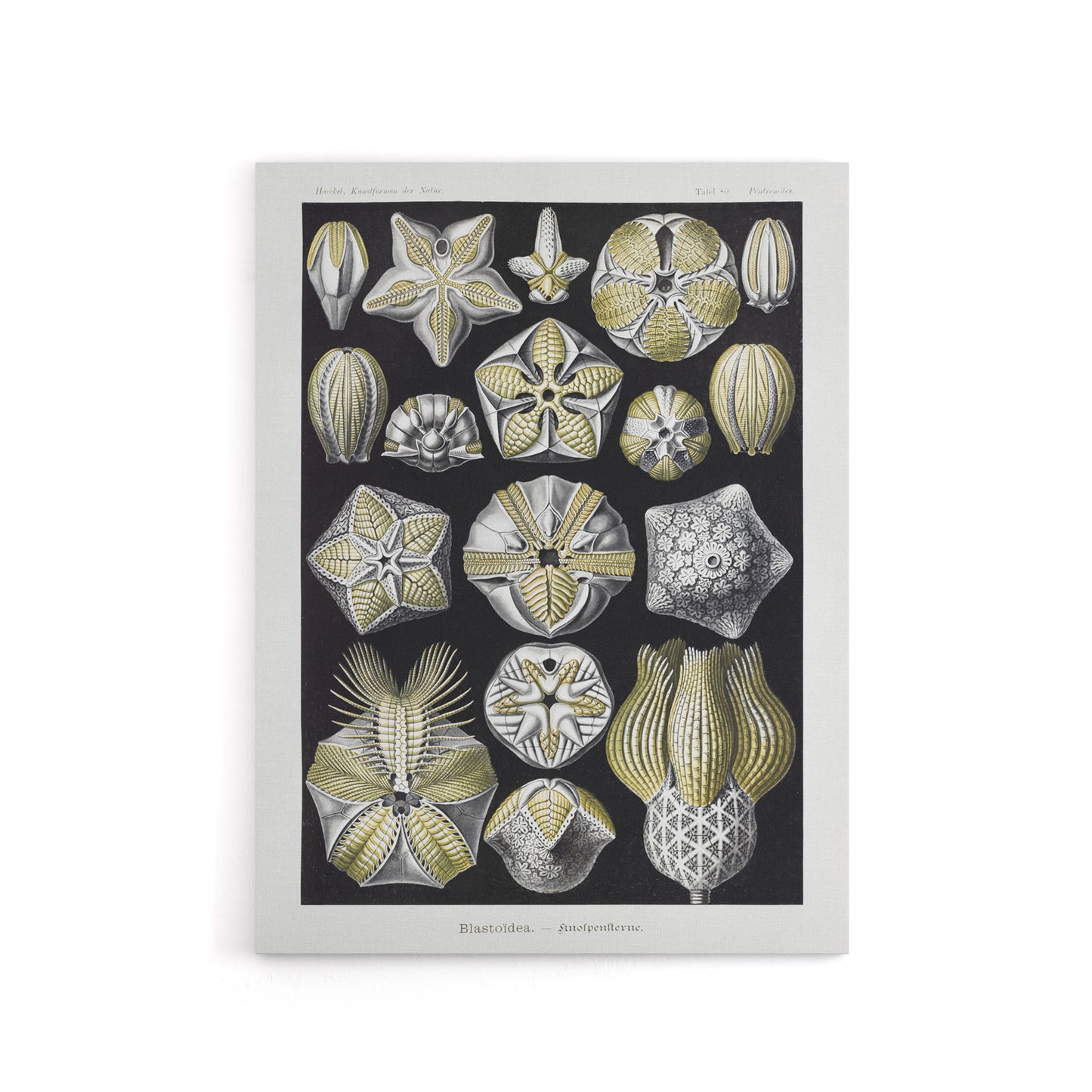 Blastoid Sea Buds Urchins Haeckel Botanical Canvas Wall Art