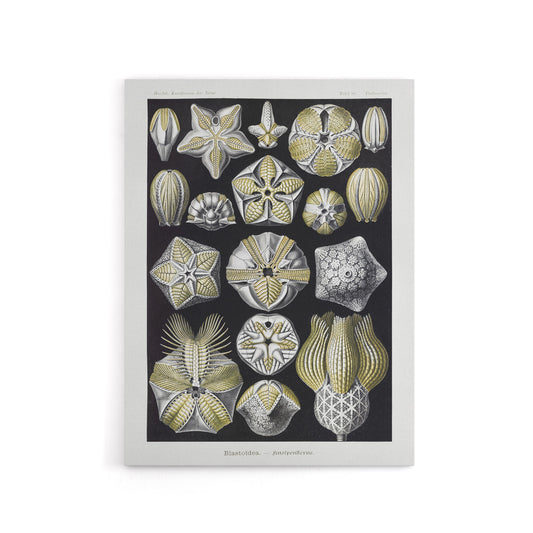 Blastoid Sea Buds Urchins Haeckel Botanical Canvas Wall Art