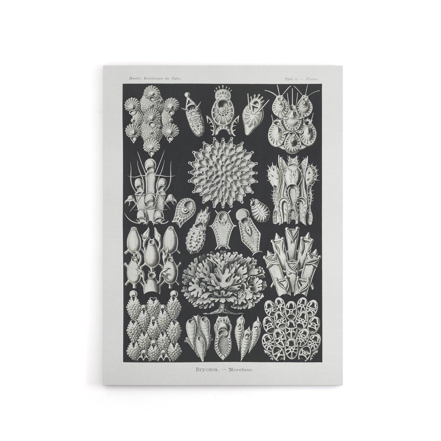 Bryozoa Aquatic invertebrates Haeckel Botanical Canvas Wall Art