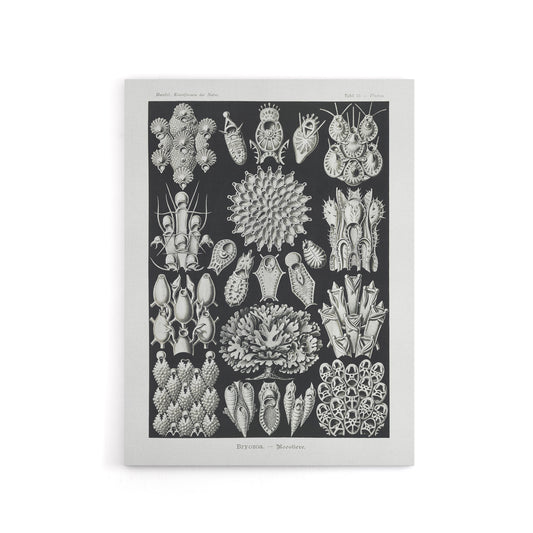 Bryozoa Aquatic invertebrates Haeckel Botanical Canvas Wall Art
