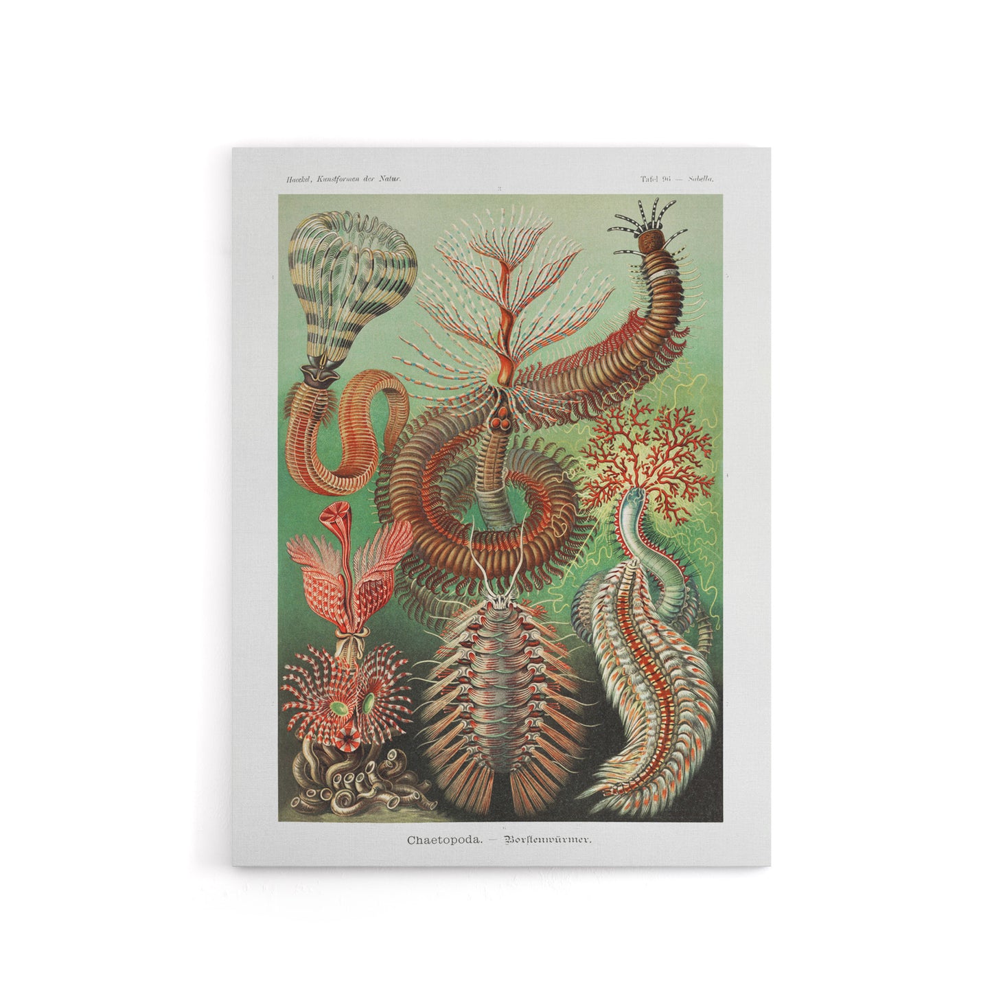 Chaetopoda Marine Worms Haeckel Botanical Canvas Wall Art