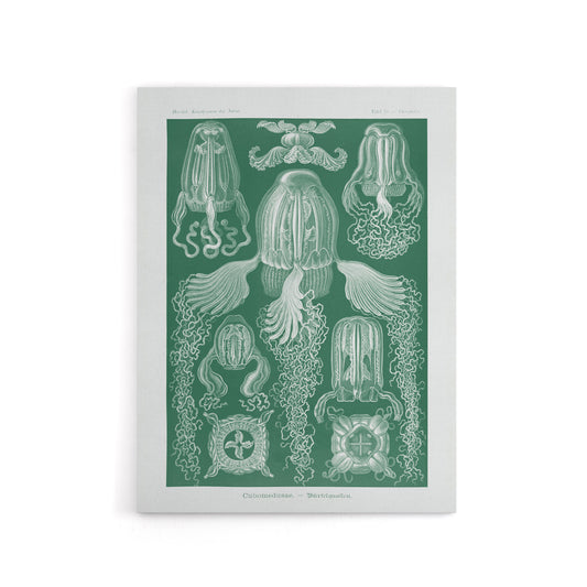 Cubomedusae Jellyfish Species Haeckel Botanical Canvas Wall Art