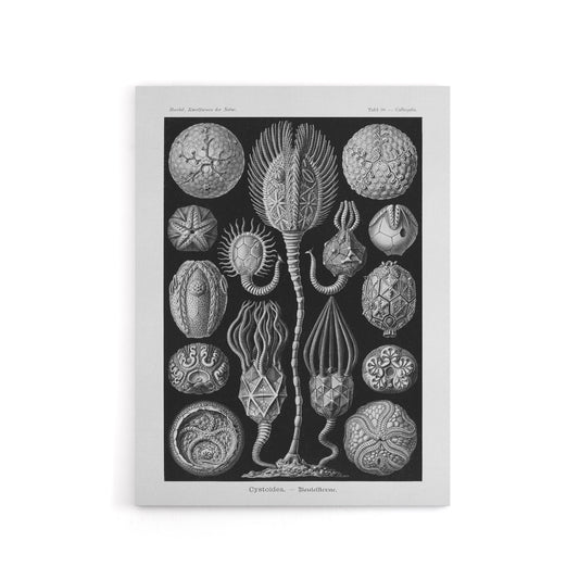 Cystoidea Pouch Stars Marine Life Haeckel Canvas Wall Art