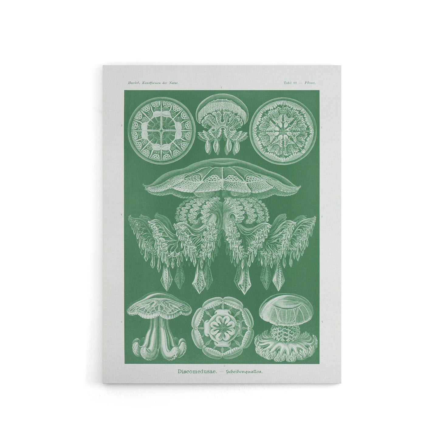Discomedusae Jellyfish Species Haeckel Botanical Canvas Wall Art