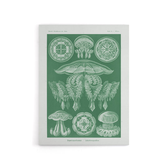 Discomedusae Jellyfish Species Haeckel Botanical Canvas Wall Art