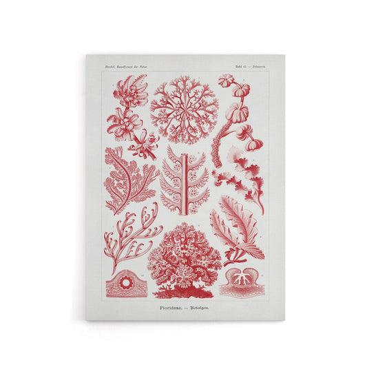 Florideophyceae Red Algae Haeckel Botanical Canvas Wall Art