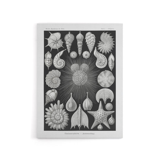 Forams Vintage Illustration Haeckel Botanical Canvas Wall Art