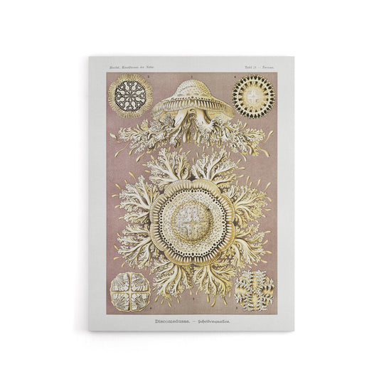 Jellyfish Discomedusae Vintage Haeckel Canvas Wall Art