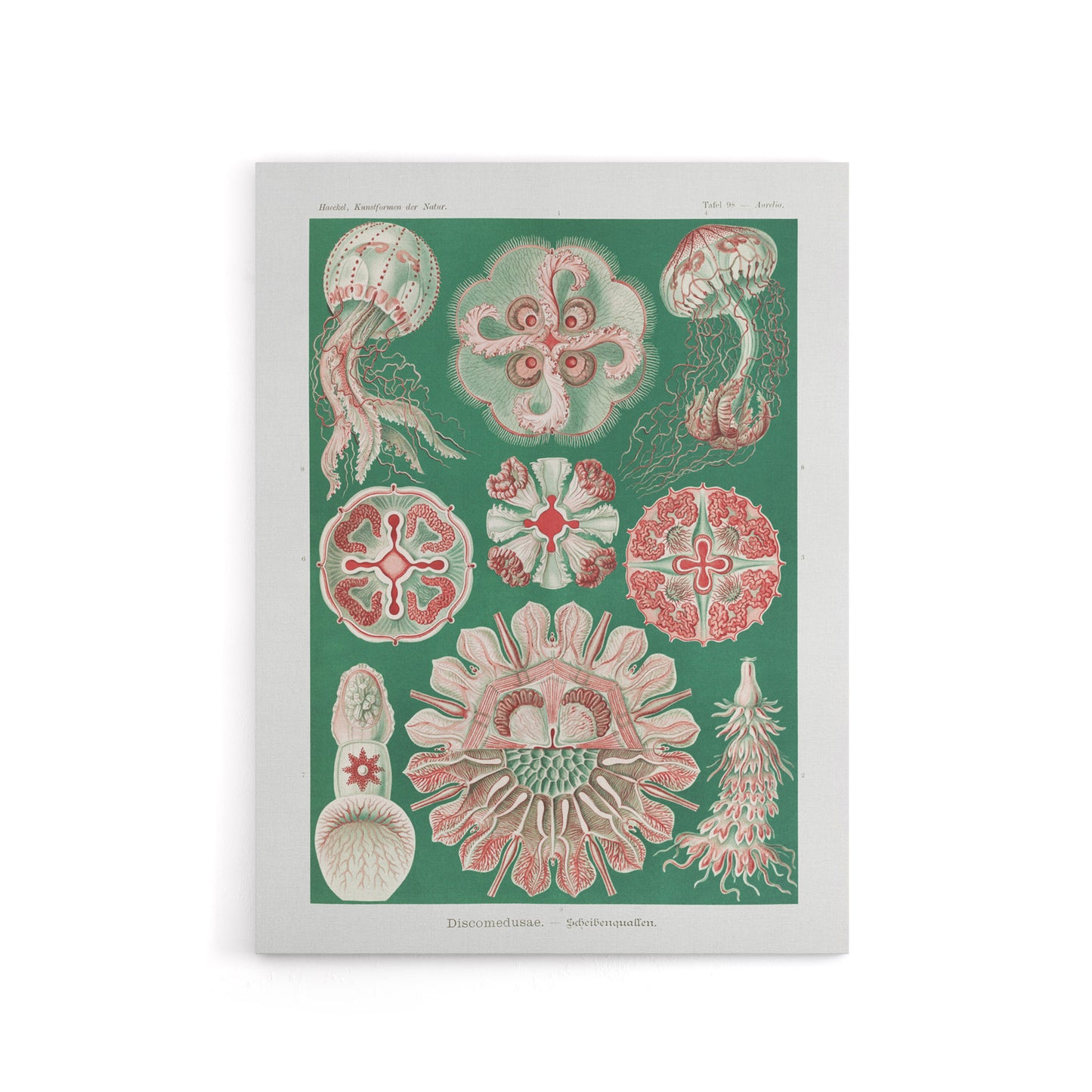 Green Pink Vintage Jellyfish Haeckel Botanical Canvas Wall Art