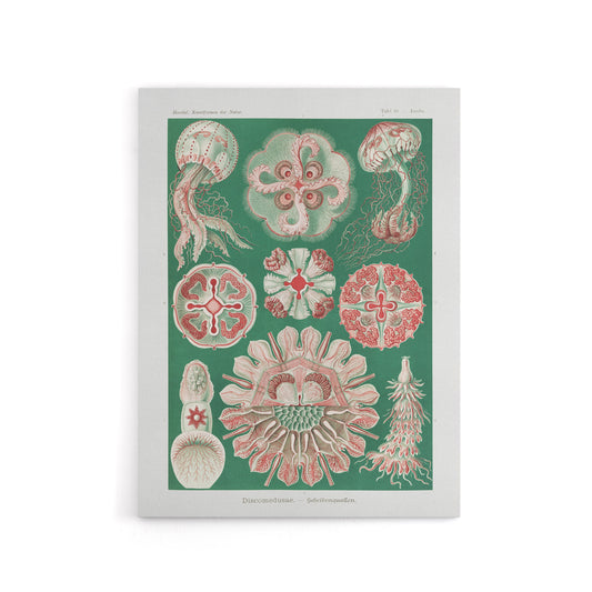 Green Pink Vintage Jellyfish Haeckel Botanical Canvas Wall Art