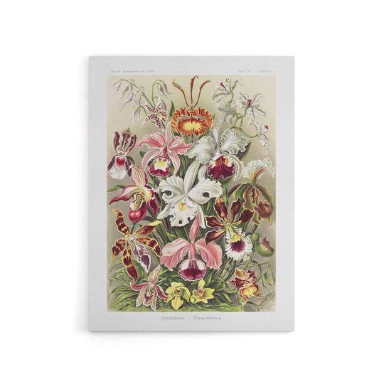Orchid Flower Colourful Varieties Haeckel Canvas Wall Art