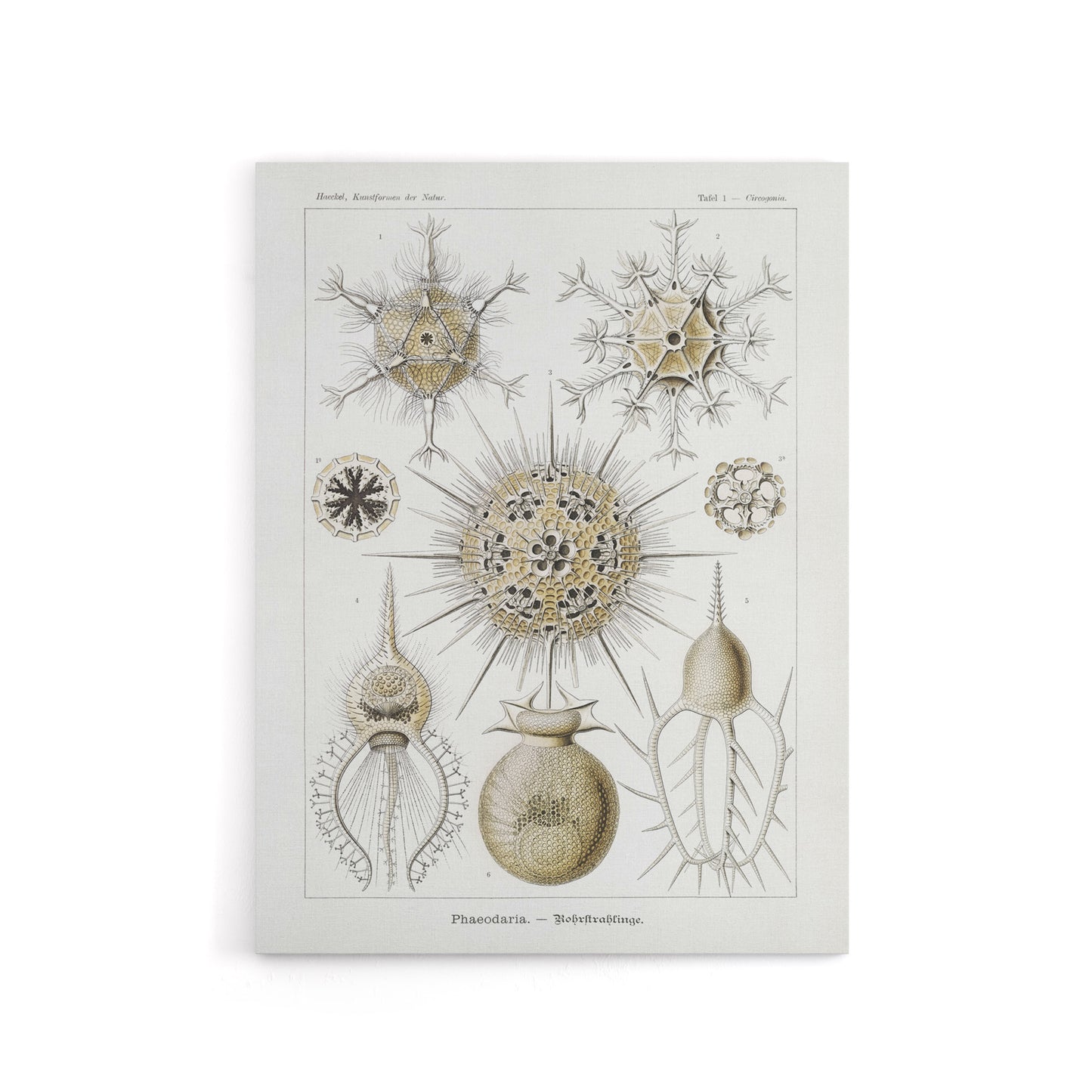 Phaeodaria Amoeba Vintage Haeckel Botanical Canvas Wall Art
