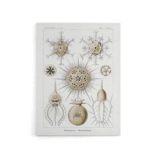 Phaeodaria Amoeba Vintage Haeckel Botanical Canvas Wall Art