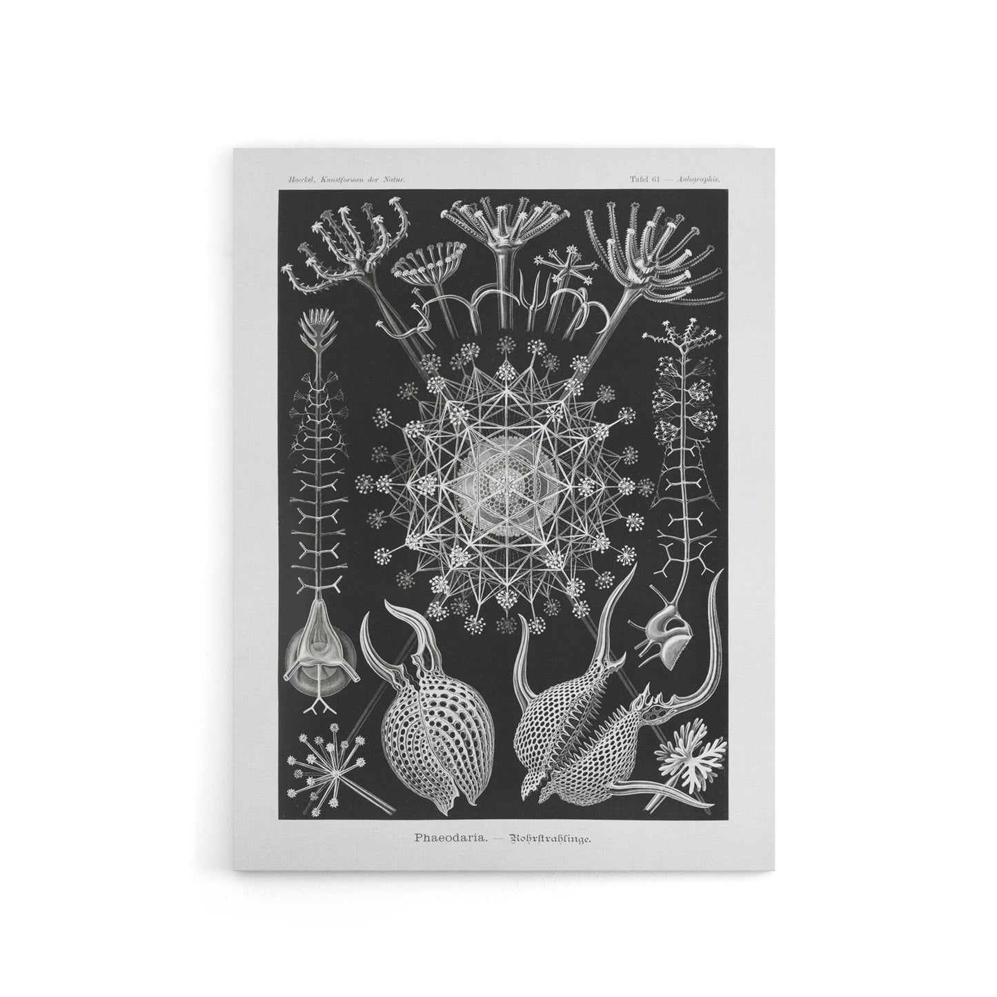 Phaeodaria Marine Life Haeckel Botanical Canvas Wall Art
