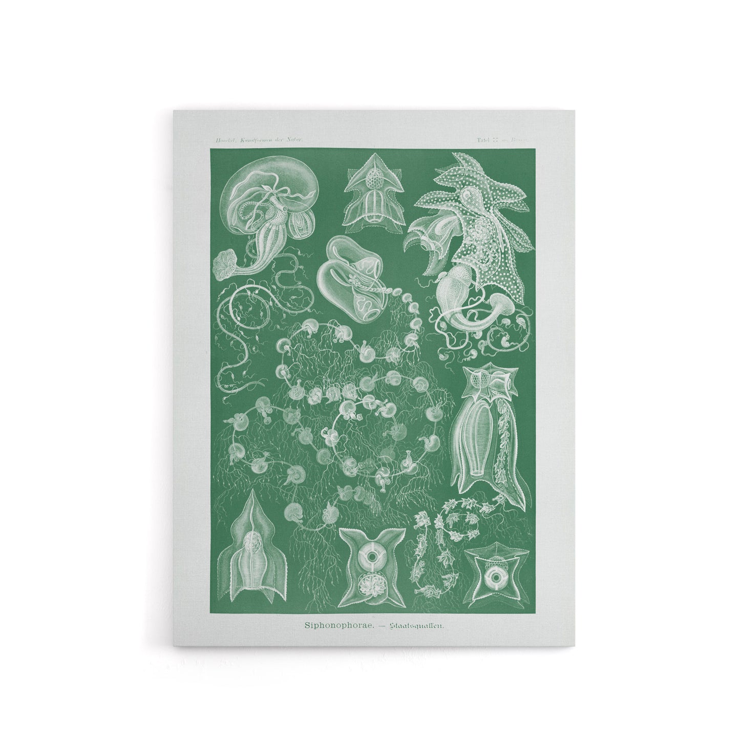 Siphonophorae Vintage Marine Haeckel Botanical Canvas Wall Art