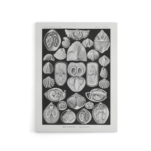 Spirobranchus Vintage Marine Life Haeckel Canvas Wall Art