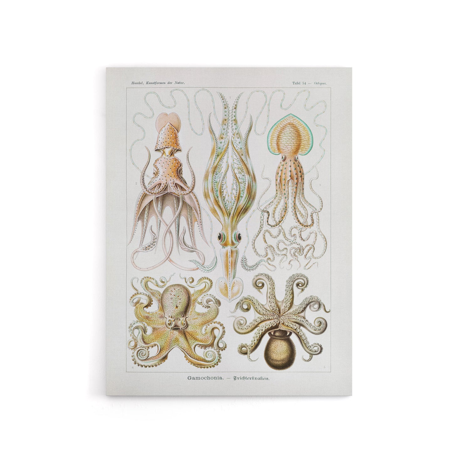 Squid and Octopus Vintage s Haeckel Botanical Canvas Wall Art