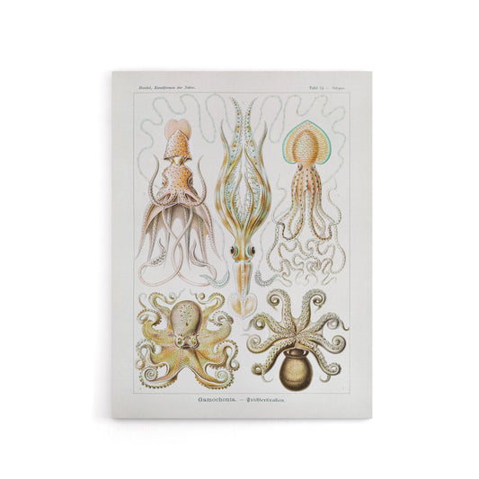 Squid and Octopus Vintage s Haeckel Botanical Canvas Wall Art