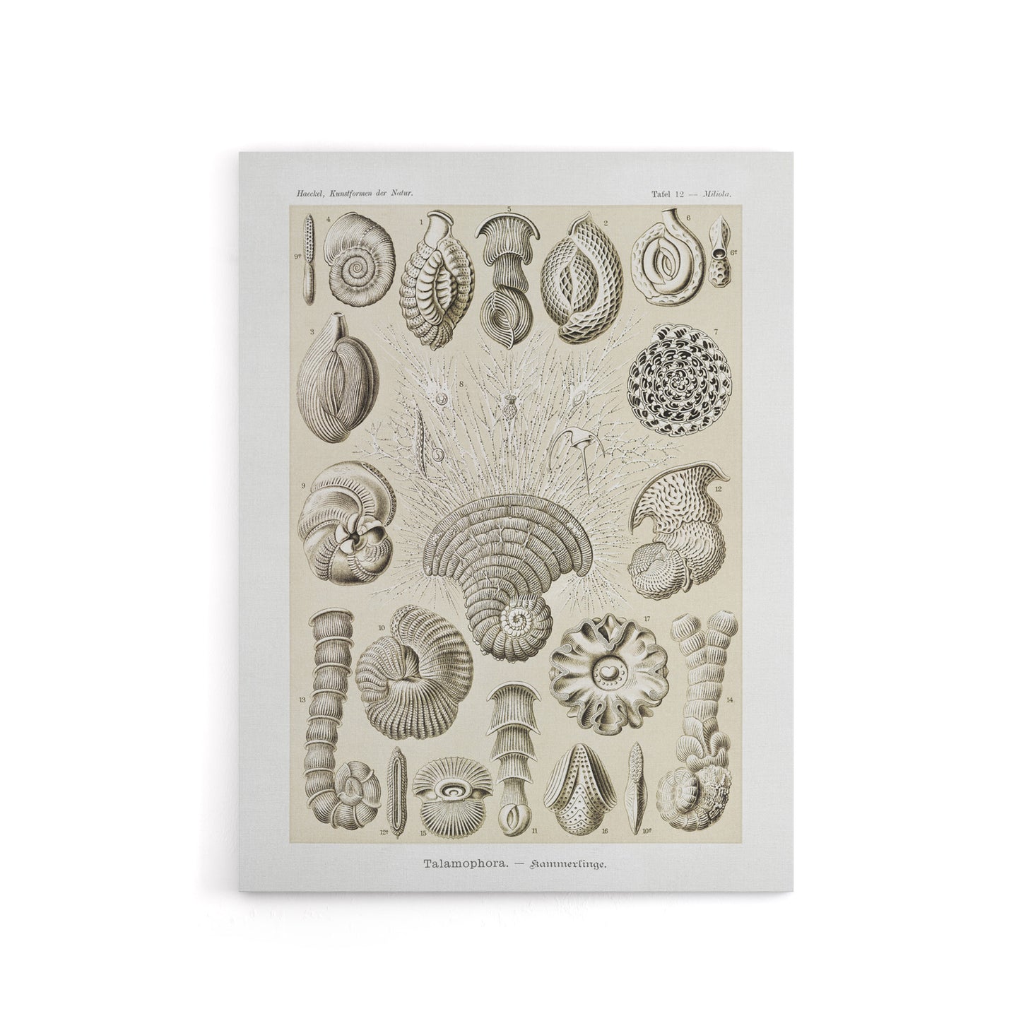 Thalamophora Vintage Marine Life Haeckel Canvas Wall Art