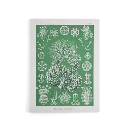 Ocean Sea Cucumber Beach Haeckel Botanical Canvas Wall Art