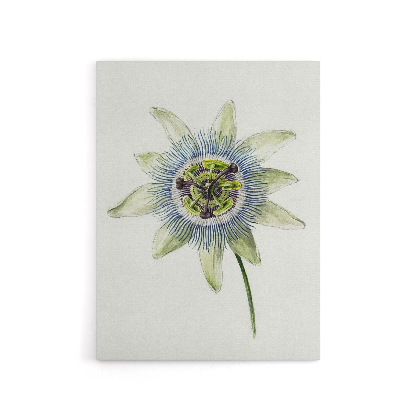 Passion Flower Bloom Floral Drawing Bernard Canvas Wall Art