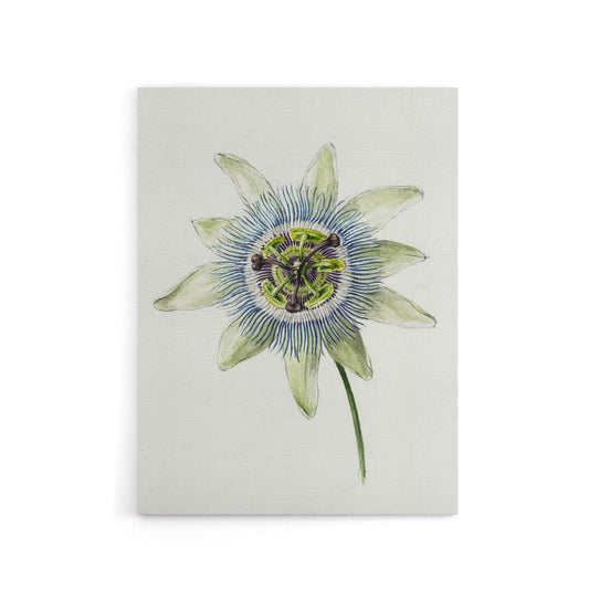 Passion Flower Bloom Floral Drawing Bernard Canvas Wall Art