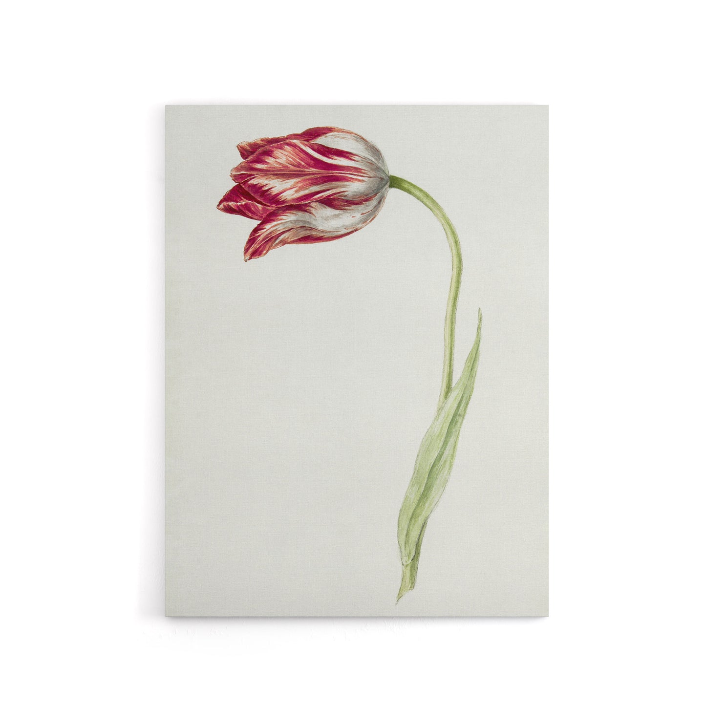Pink Tulip Flower Drawing Jean Bernard Vintage Canvas Wall Art