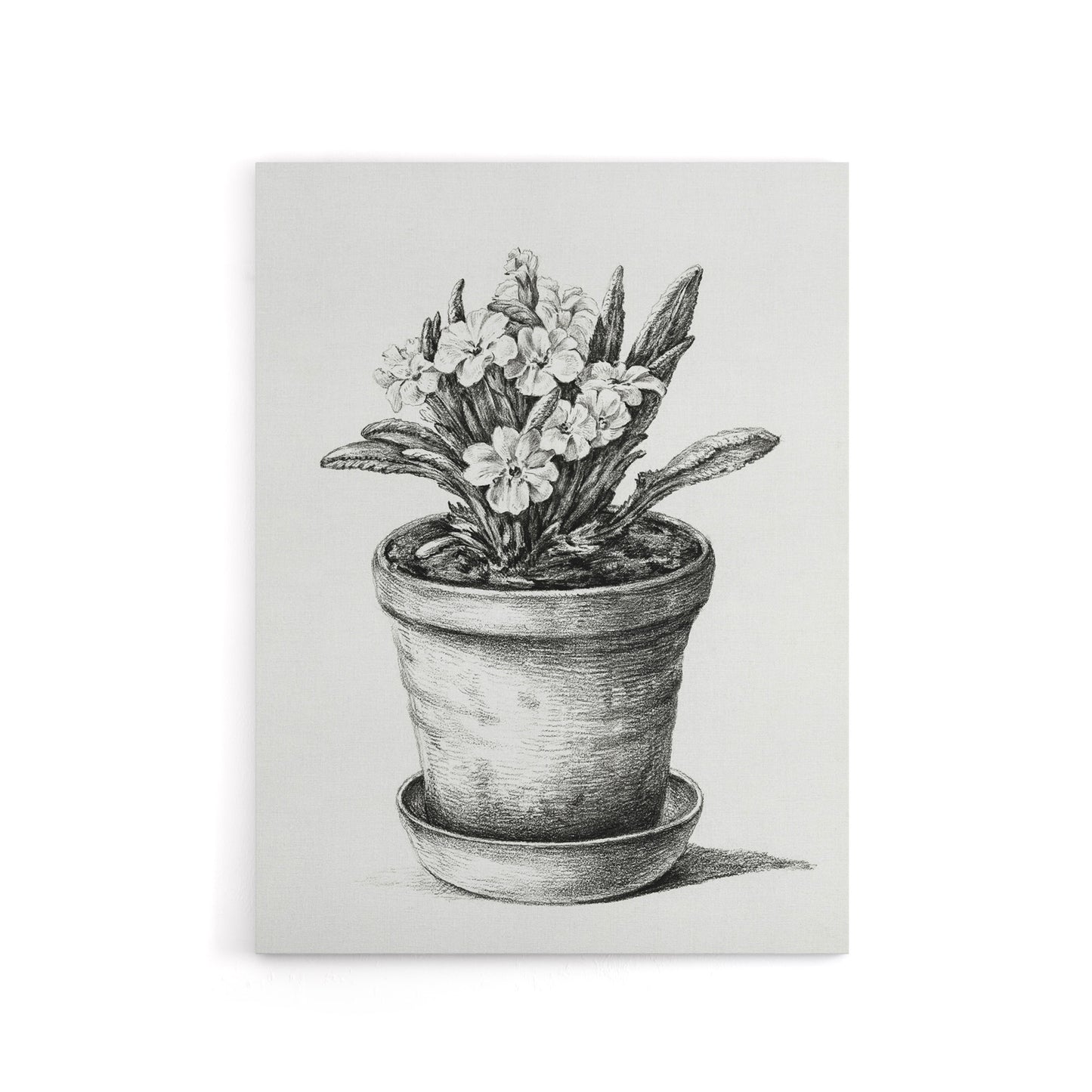 Potted Flowering Plant Pencil Drawing Bernard Canvas Wall Art