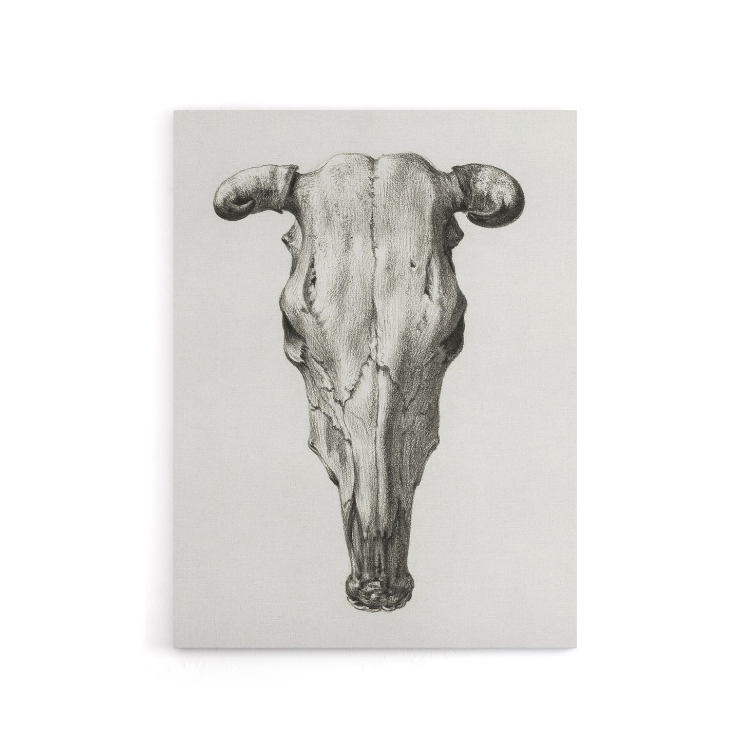 Skull of a Cow Pencil Drawing Bernard Vintage Canvas Wall Art