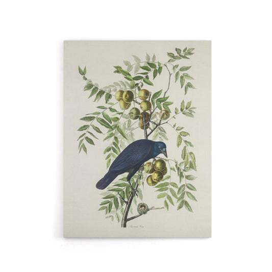 American Crow on Walnut Tree Audubon Nature Canvas Wall Art