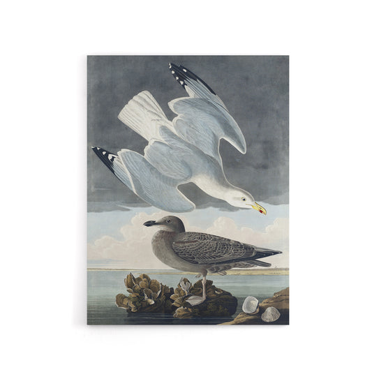 Birds of America Herring Gull Audubon Nature Canvas Wall Art