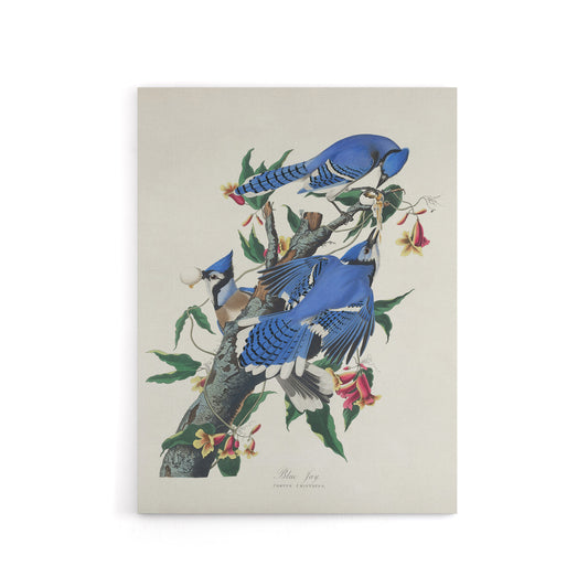 Blue Jay and Trumpet Flowers Audubon Nature Canvas Wall Art