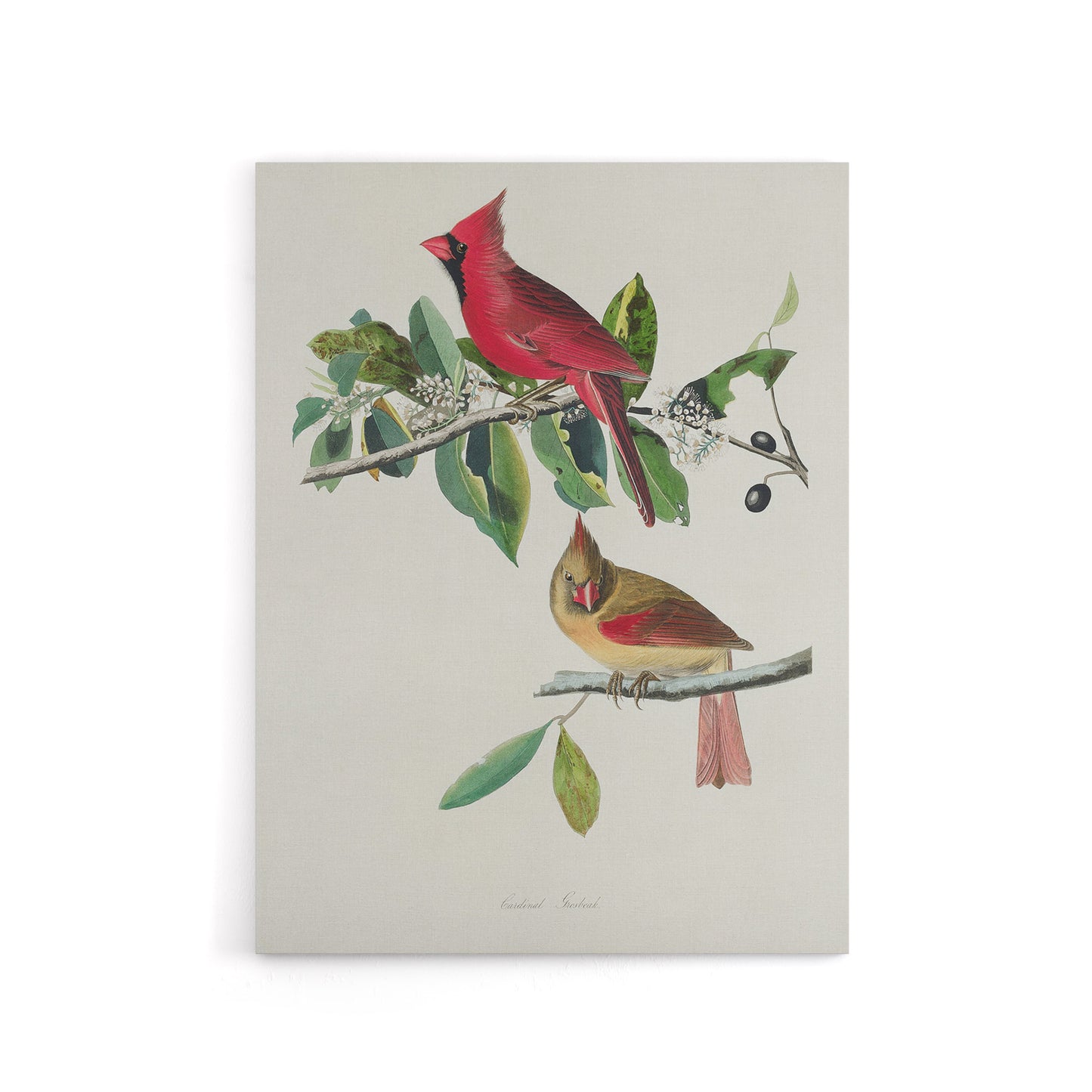 Cardinal Grosbeak Bird Audubon Nature Canvas Wall Art