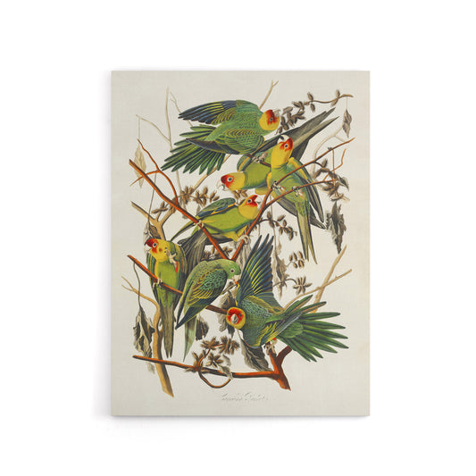 Carolina Parakeet Parrot Audubon Nature Canvas Wall Art