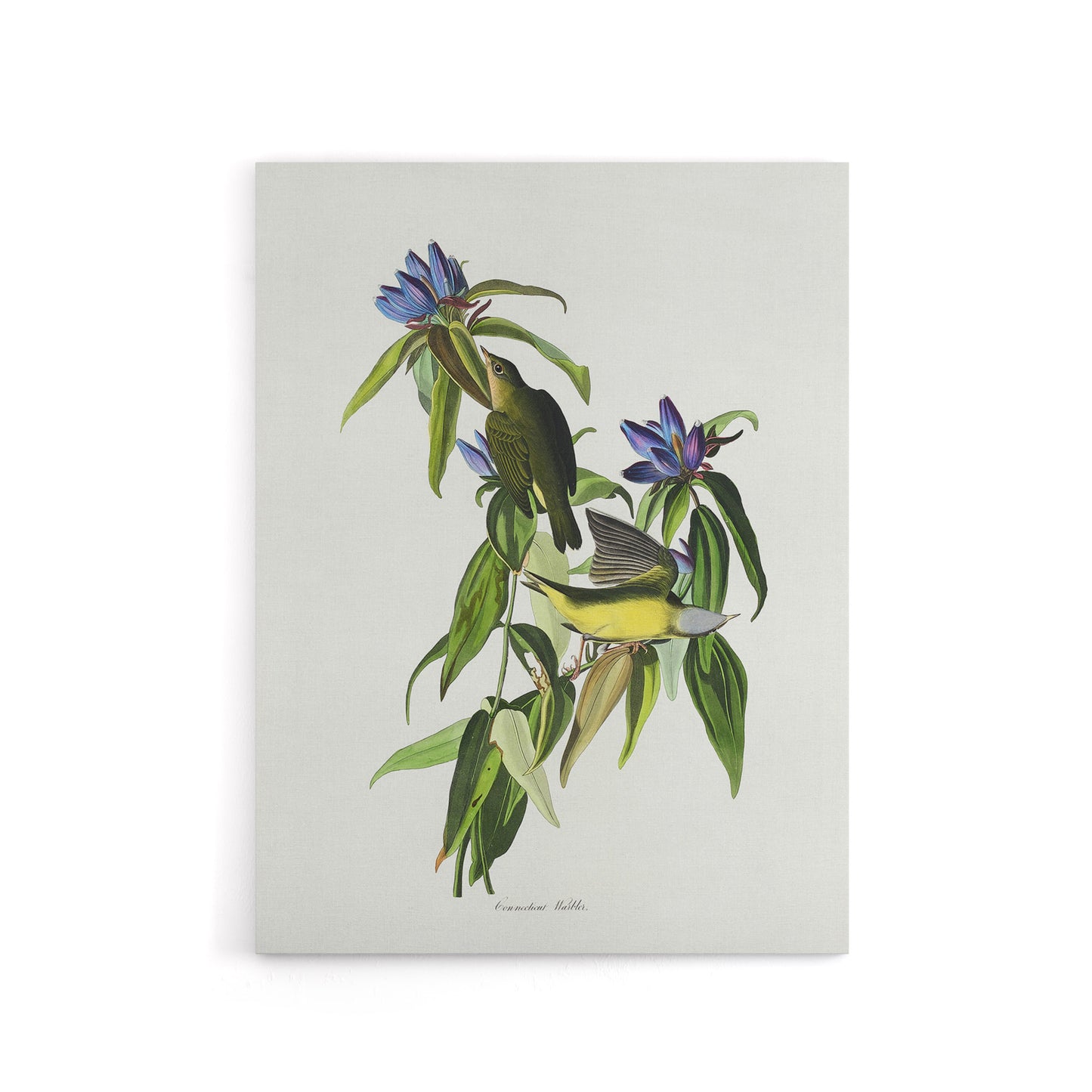Connecticut Warbler Bird Audubon Nature Canvas Wall Art
