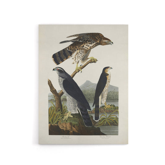 Goshawk and Stanley Hawk Audubon Nature Canvas Wall Art