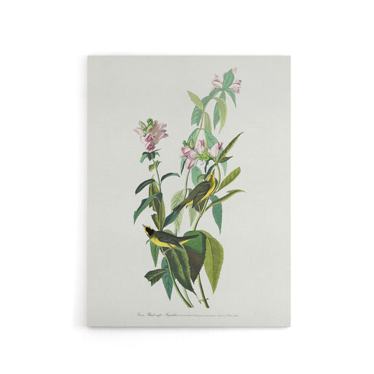 Green Black Capped Flycatcher Audubon Nature Canvas Wall Art