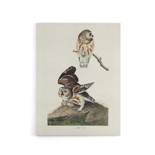 Birds Of America Little Owls Audubon Nature Canvas Wall Art