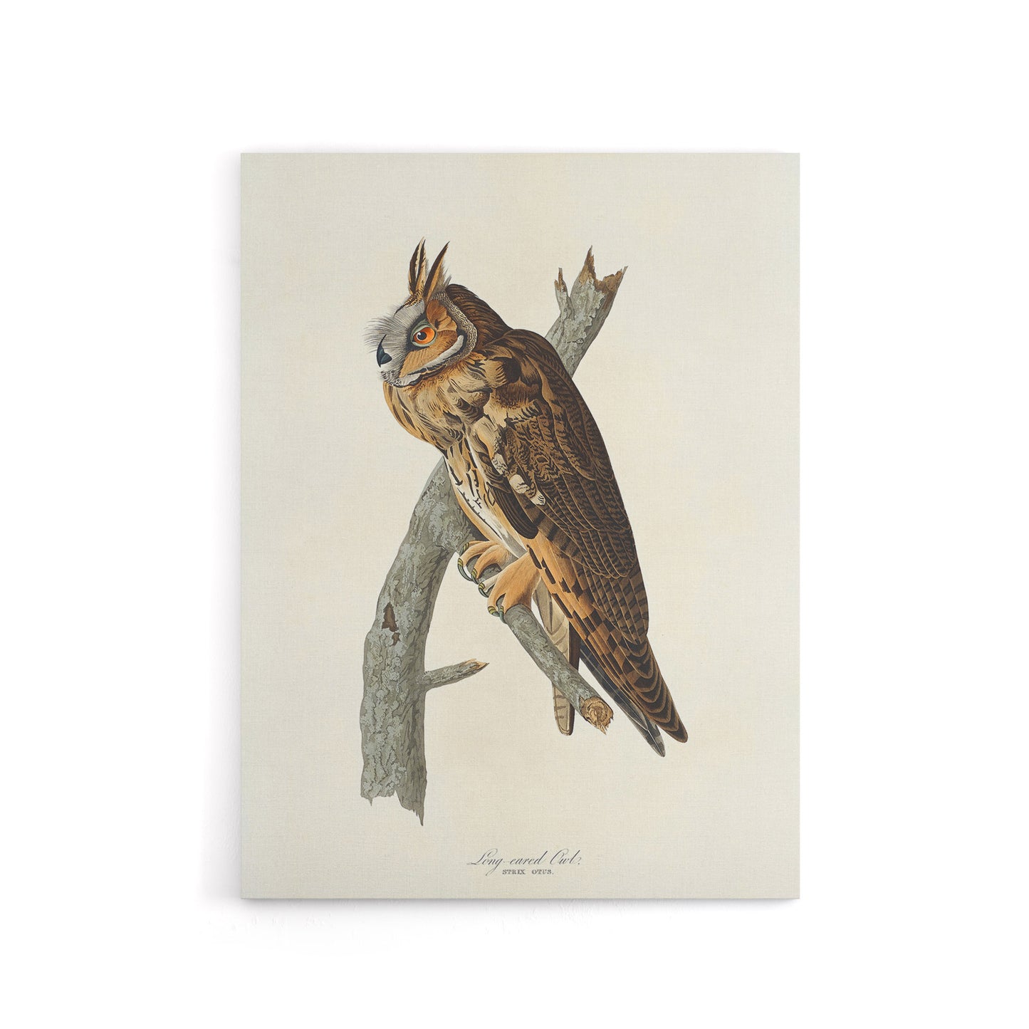 Birds Of America Long Eared Owl Audubon Nature Canvas Wall Art