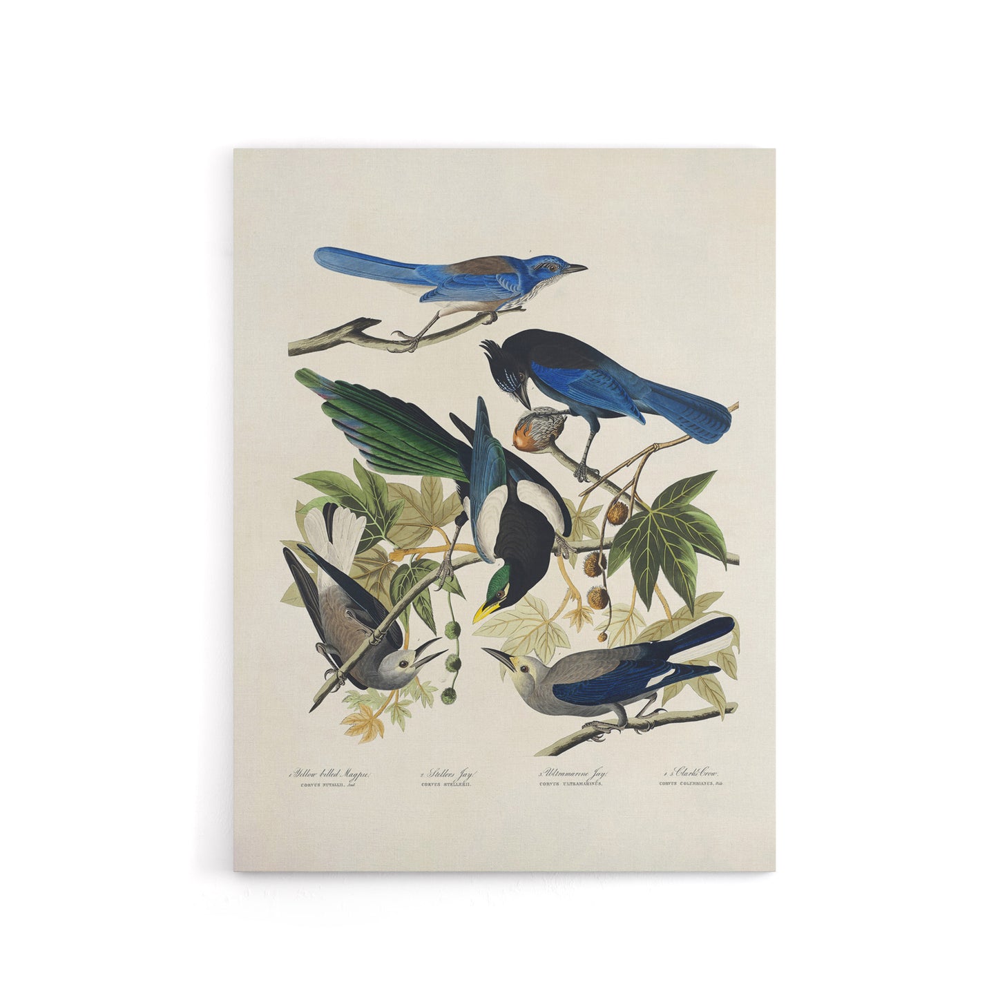 Magpie Clarks Crow and Jays Audubon Nature Canvas Wall Art