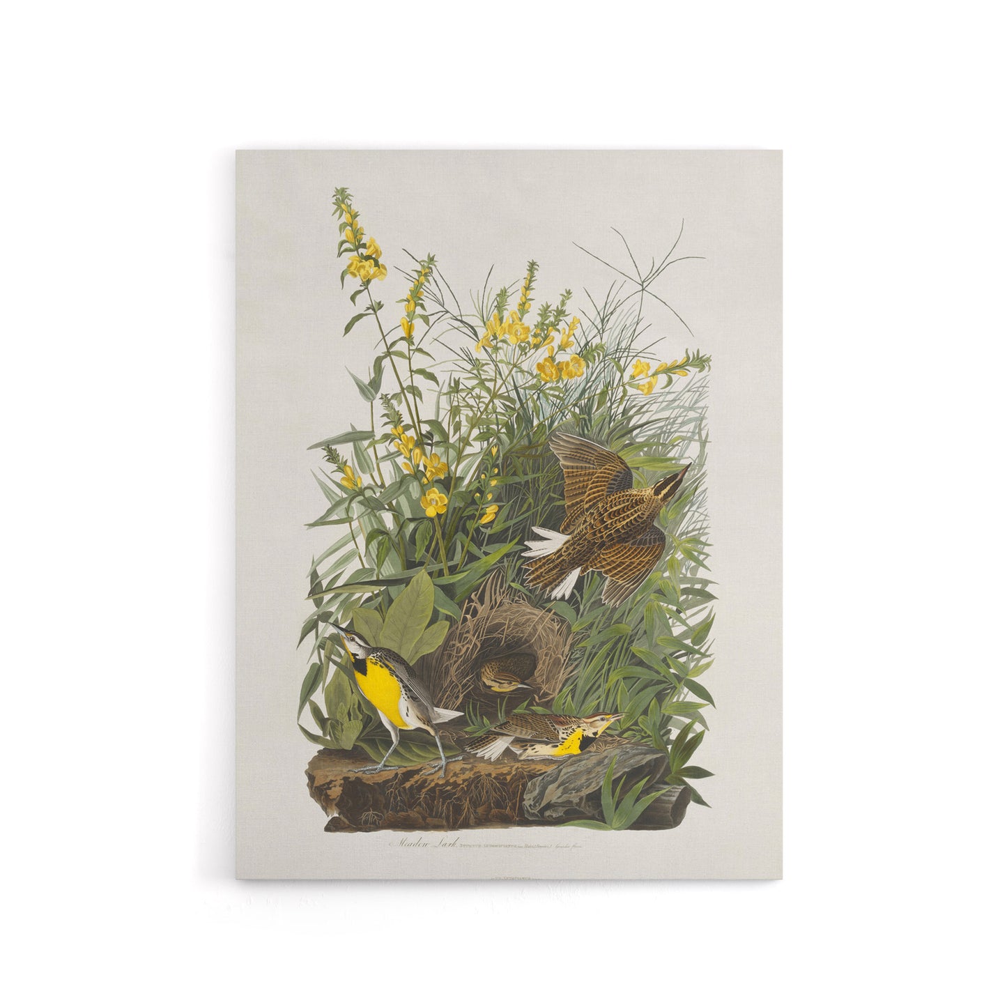Meadowlark Bird False Foxglove Audubon Canvas Wall Art